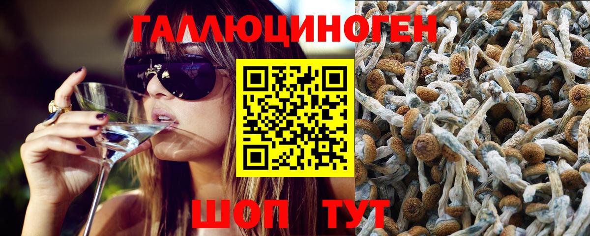 Псилоцибиновые грибы Psilocybine cubensis Карпинск
